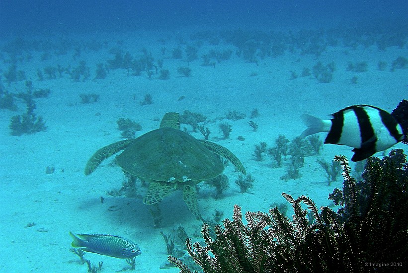94- Tortue verte nageant dans sa prairie - Ilot Kouare.JPG